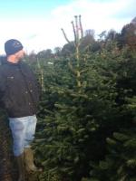 Christmas Tree Sales image 2